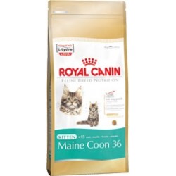 Kitten Maine Coon 36 400 g Royal Canin